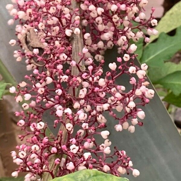 Urera baccifera Flower