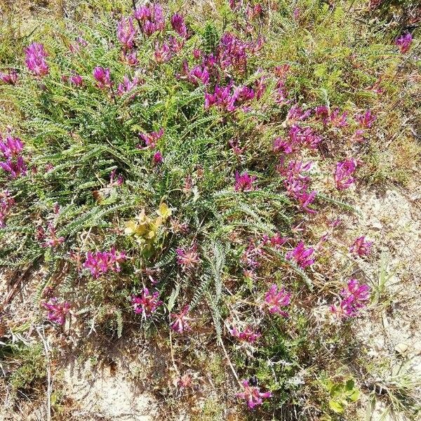 Astragalus monspessulanus Habit
