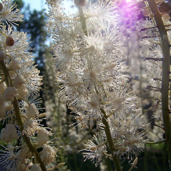 Actaea racemosa Kwiat