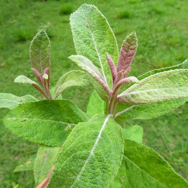 Blumea balsamifera Ліст