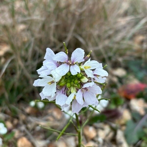 Diplotaxis erucoides 花