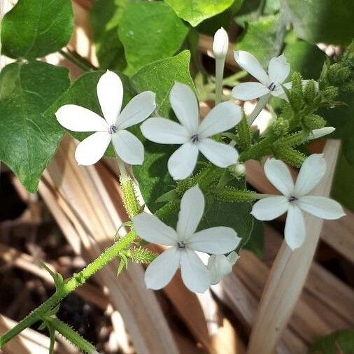 Plumbago zeylanica Blomma