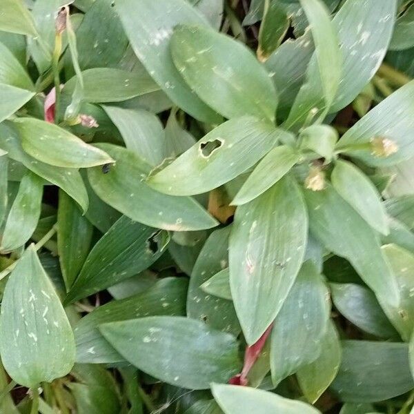 Alstroemeria ligtu Frunză