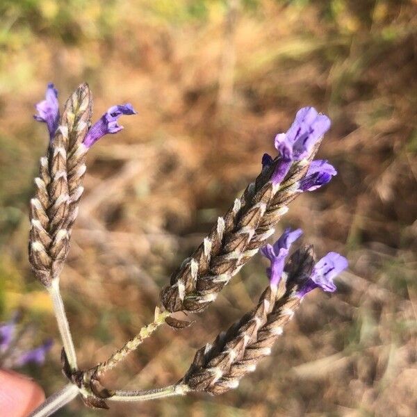 Lavandula multifida Kukka