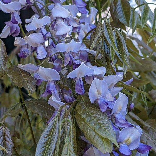 Wisteria sinensis Cvet