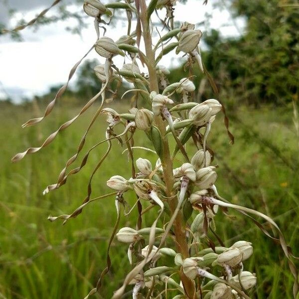 Himantoglossum hircinum Fleur