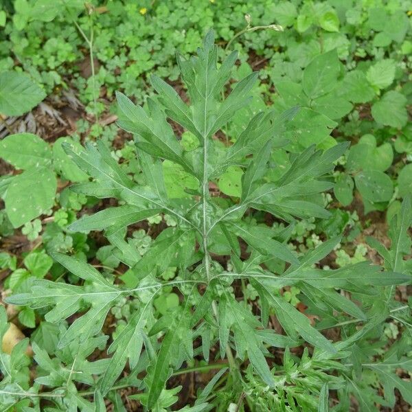 Parthenium hysterophorus Лист