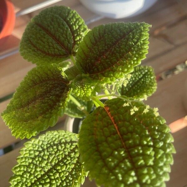 Pilea mollis 葉