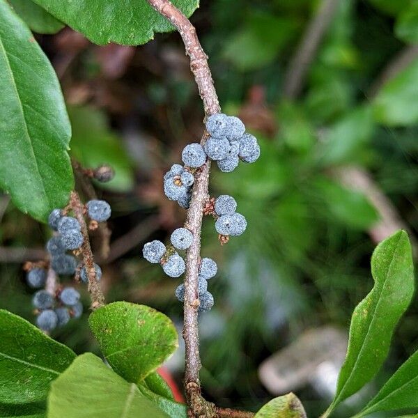 Myrica caroliniensis ഫലം