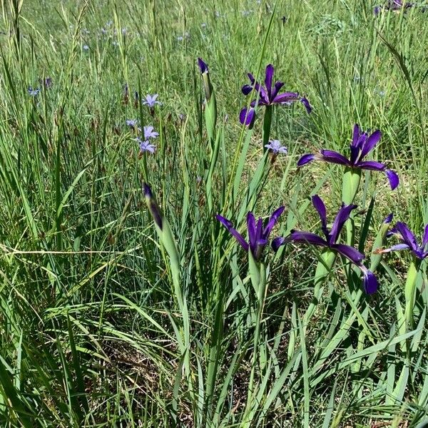 Iris reichenbachiana Цветок