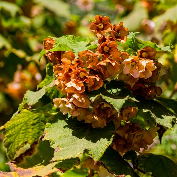 Dombeya burgessiae Blomst