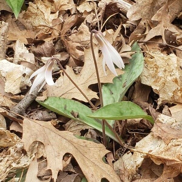 Erythronium albidum Blüte