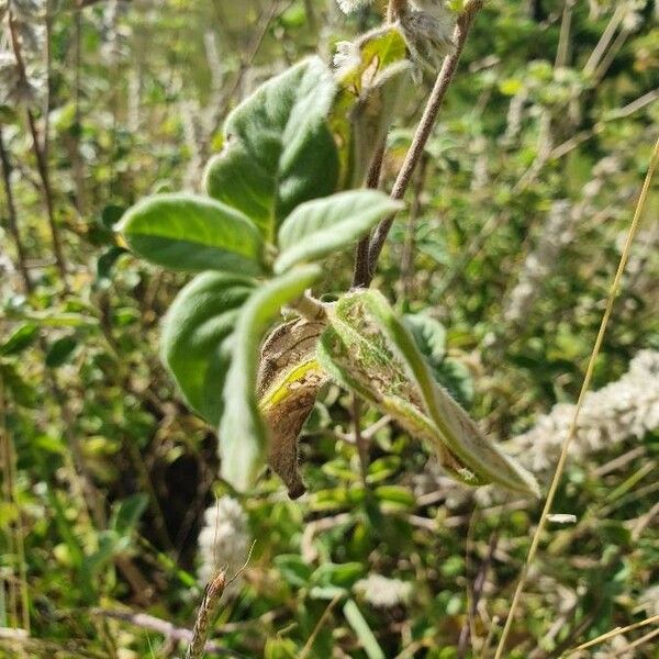 Sericocomopsis hildebrandtii Blad