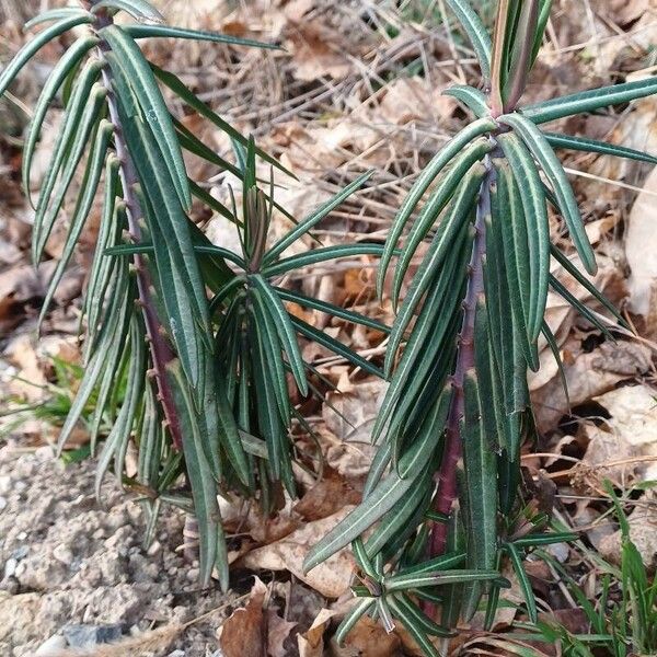 Euphorbia lathyris Yaprak