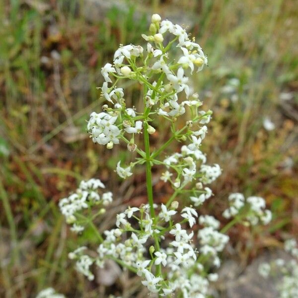 Galium album Blüte