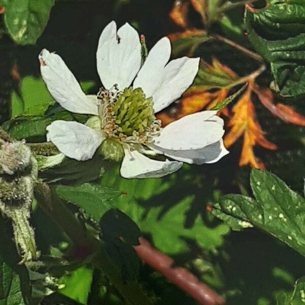 Rubus nemoralis Flower