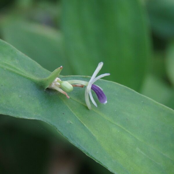 Ruscus hypoglossum Floro