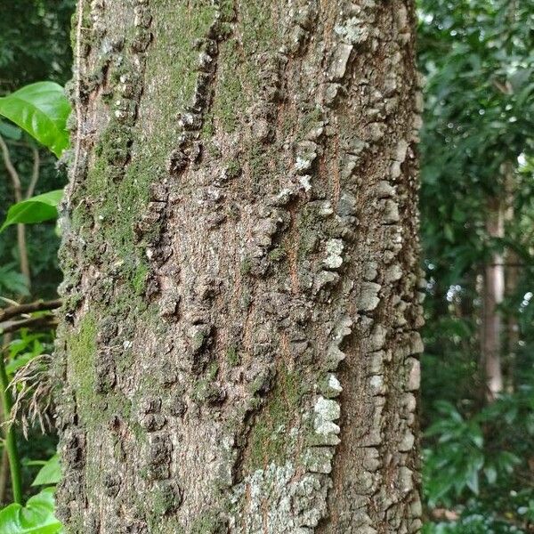 Anadenanthera colubrina Corteza