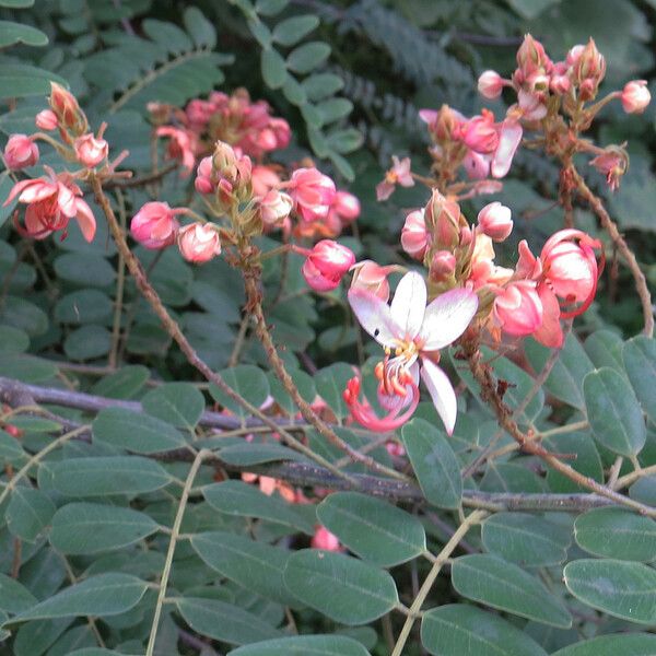 Cassia roxburghii Flower