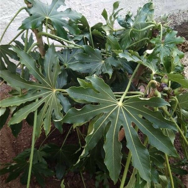 Fatsia polycarpa Fulla