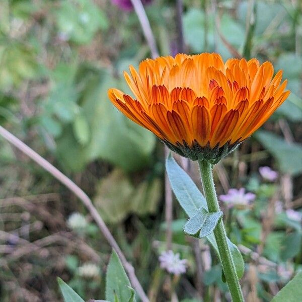 Calendula officinalis Flower