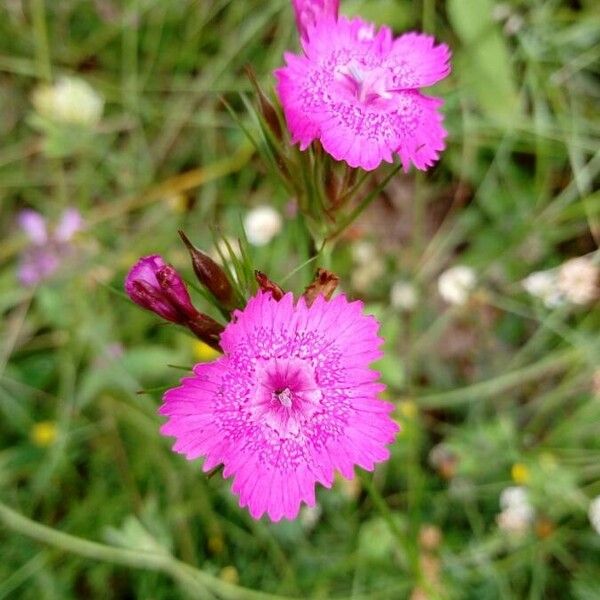 Dianthus callizonus