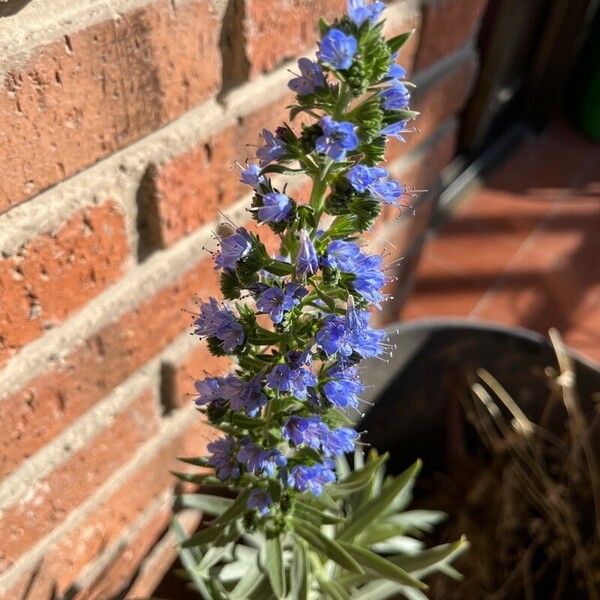 Echium webbii Flors