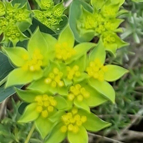 Bupleurum rotundifolium Flower