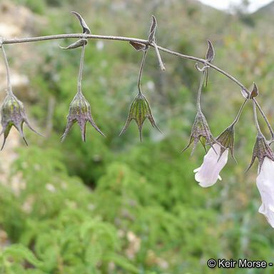 Lepechinia ganderi Habitus