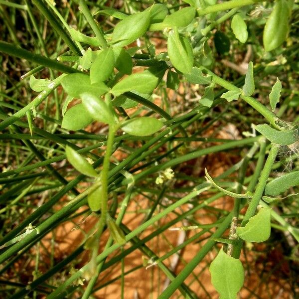 Leptadenia pyrotechnica Leaf