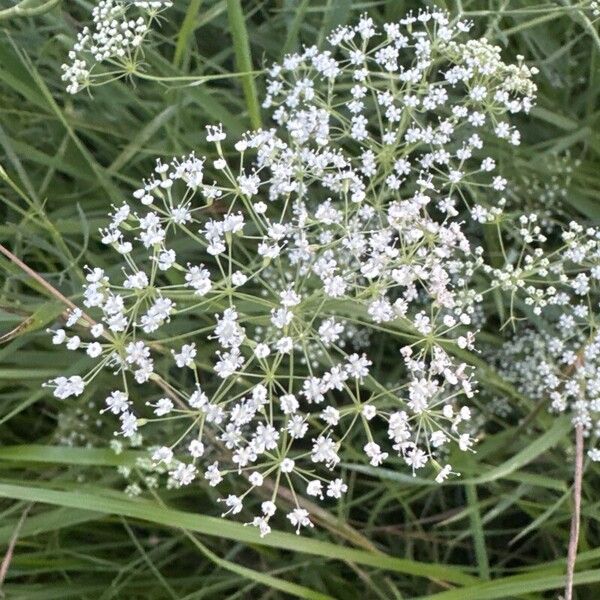 Falcaria vulgaris Flor