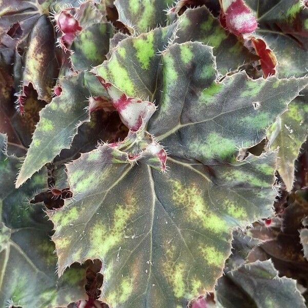 Begonia bowerae Blad