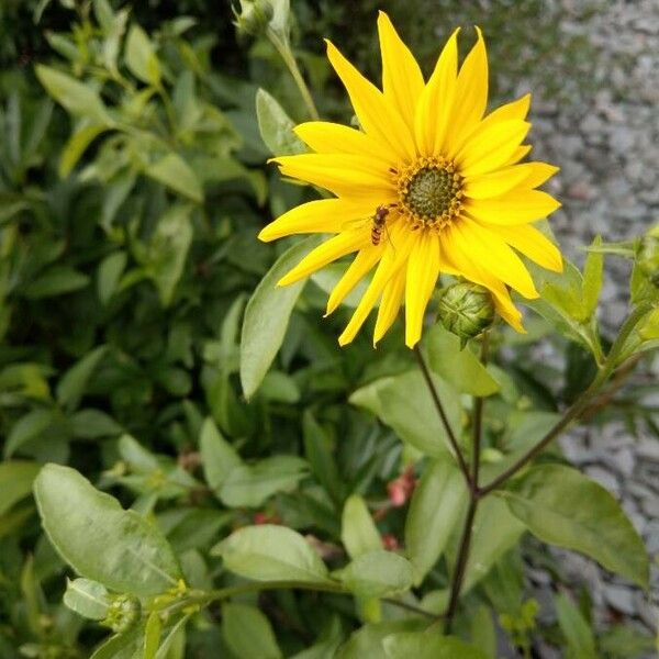 Helianthus pauciflorus Flower