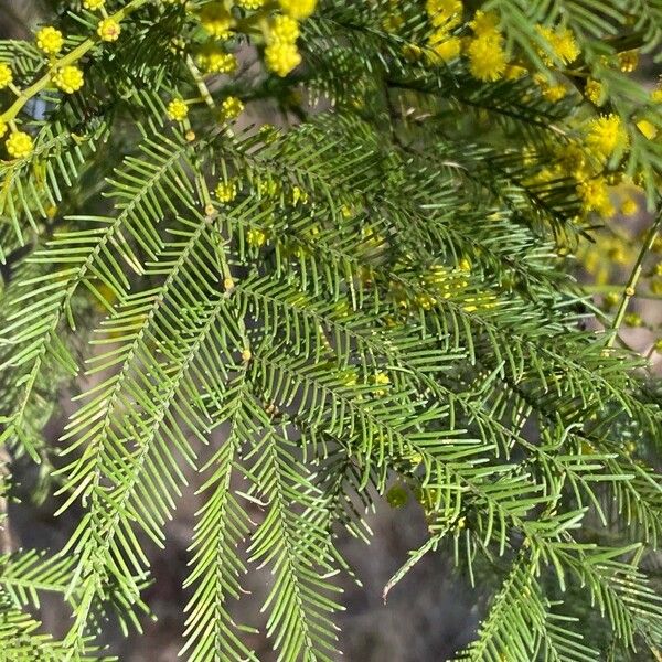 Acacia decurrens Leaf