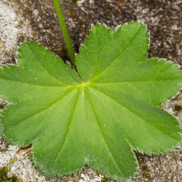 Alchemilla filicaulis Leaf