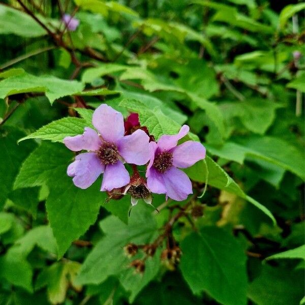 Rubus odoratus Flower