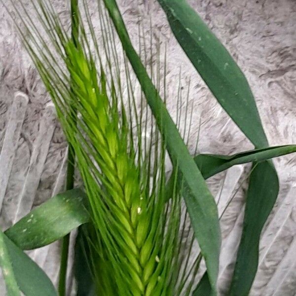 Hordeum murinum Blüte