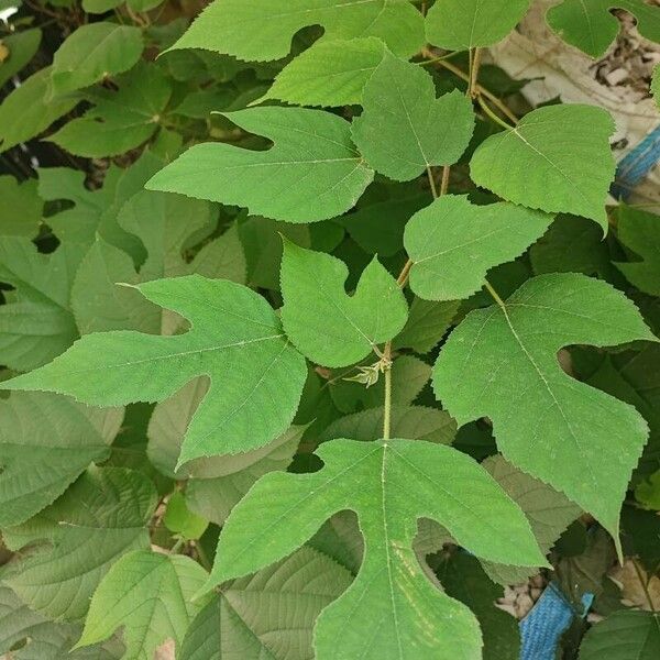 Broussonetia papyrifera Leaf