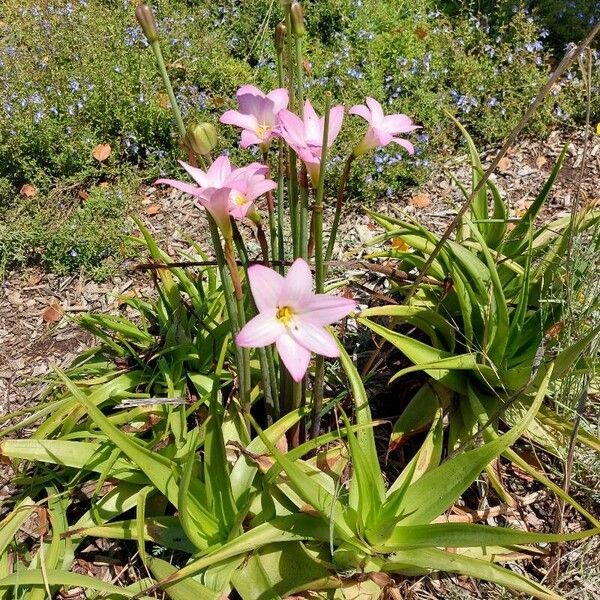 Zephyranthes rosea Flor