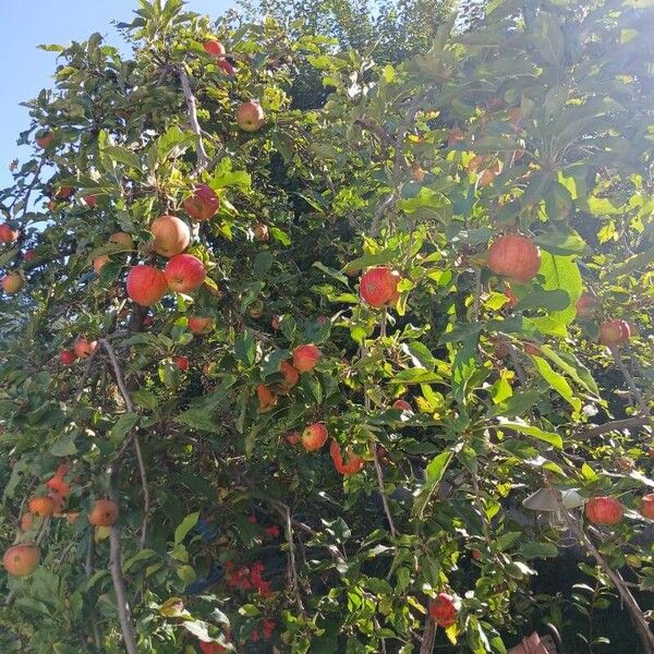 Malus domestica Habitus