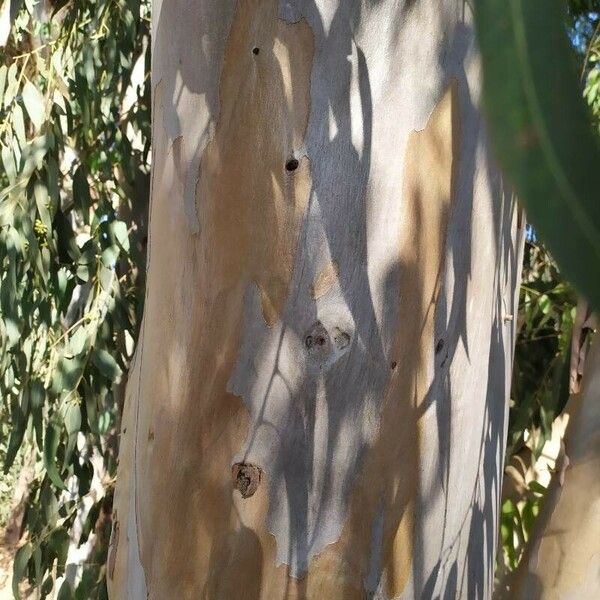 Eucalyptus camaldulensis Bark