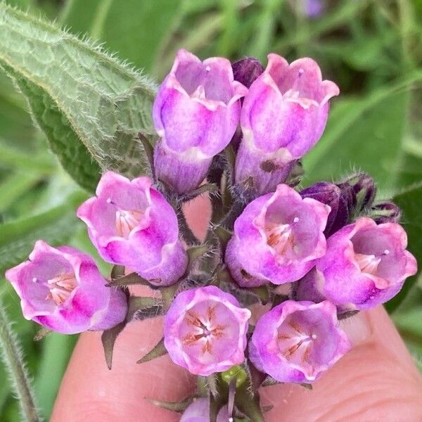 Symphytum officinale Floare