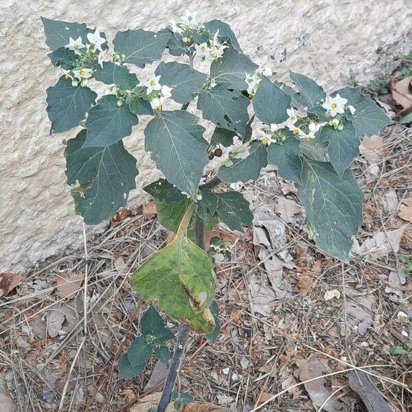 Solanum villosum Tervik taim