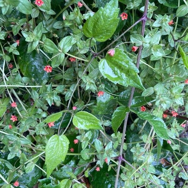 Lysimachia arvensis Habitatea