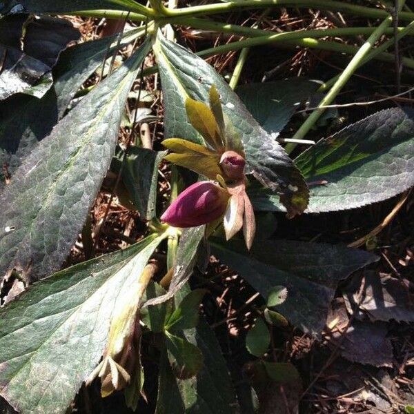 Helleborus viridis Other