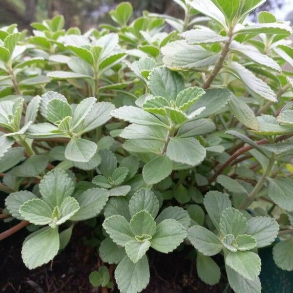 Plectranthus ornatus Leaf