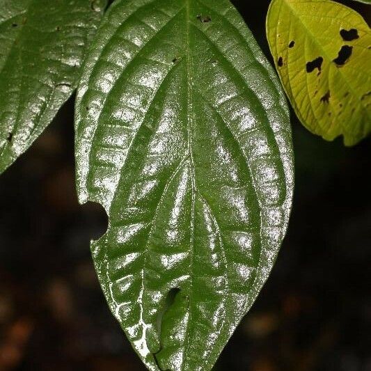 Piper hispidum Leaf