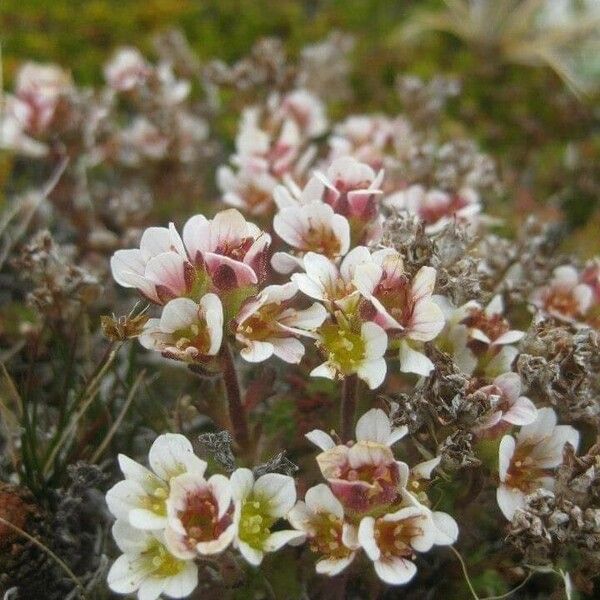 Saxifraga magellanica ফুল