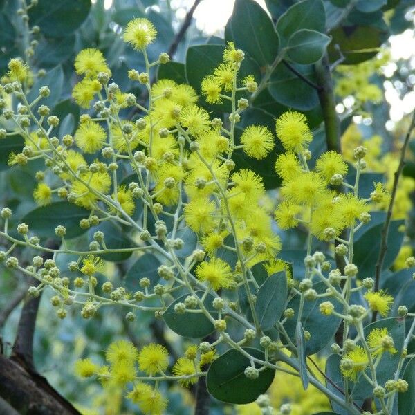 Acacia podalyriifolia Flors