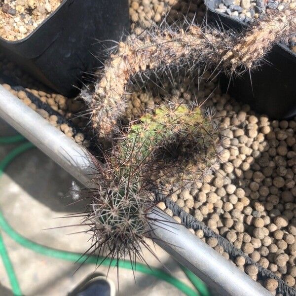 Coryphantha pulleineana